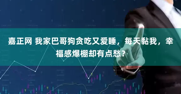 嘉正网 我家巴哥狗贪吃又爱睡，每天黏我，幸福感爆棚却有点愁？